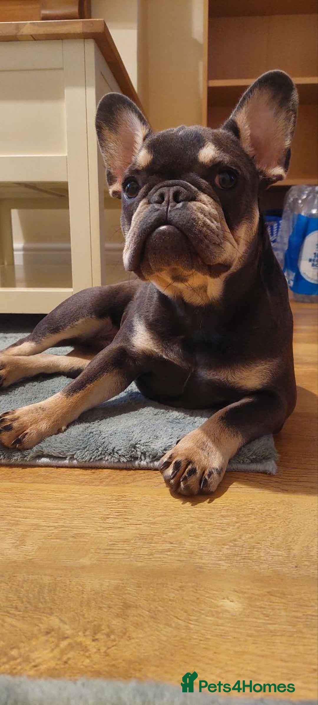 French Bulldog dogs for sale: French Bulldog - Image 8