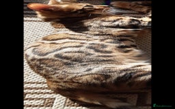 Bengal cats for sale: Full Pedigree Bengal boy - Image 3