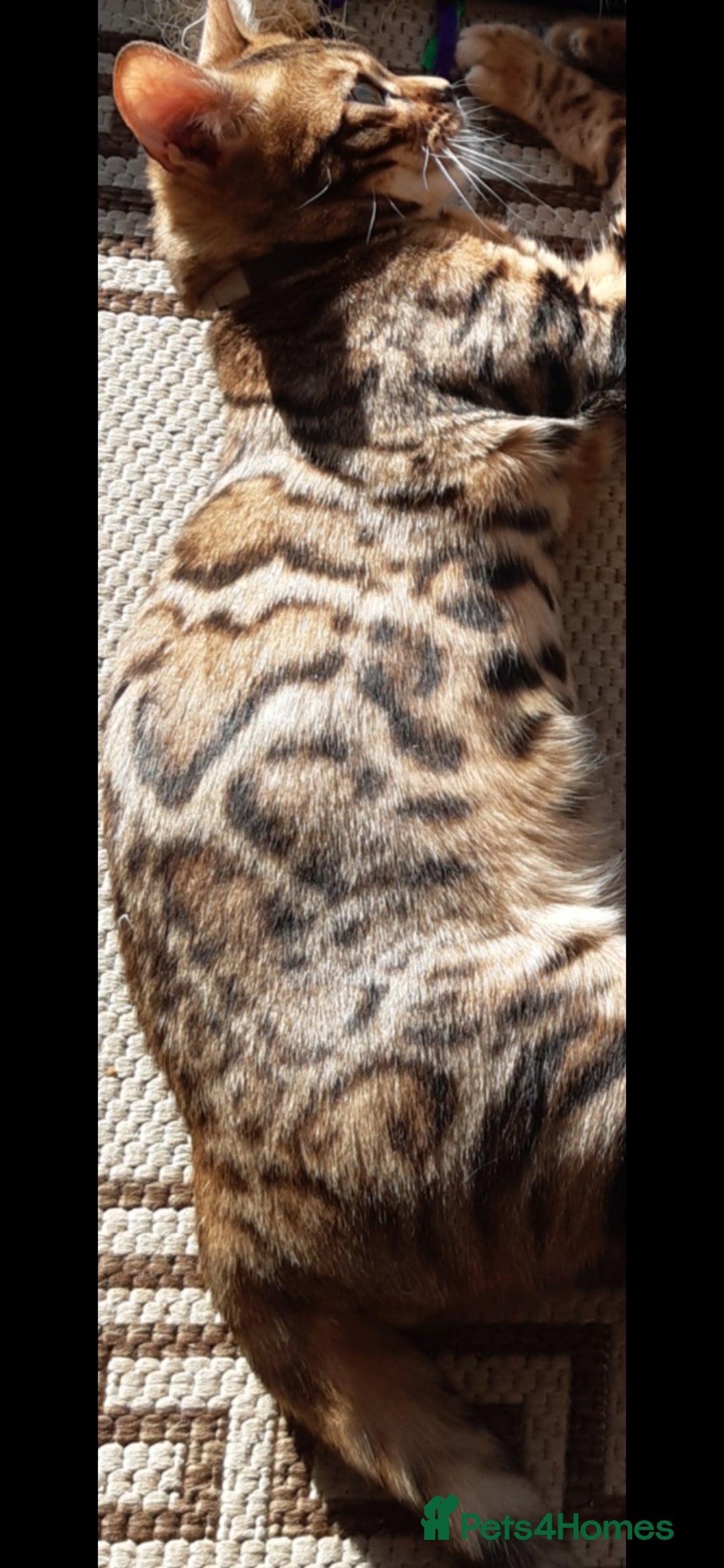 Bengal cats for sale: Full Pedigree Bengal boy - Image 3