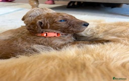 Goldendoodle dogs for sale: 🌟F1B Standard Goldendoodle Puppies in Merthyr Tydfil - Image 17