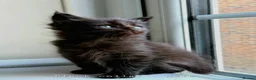 Maine Coon cats for sale: Black Smoke Maine Coon TICA Reg Ready April - Advert 25