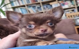 Chihuahua dogs for sale: *** Amazing quality very small Chihuahua’s *** - Image 4