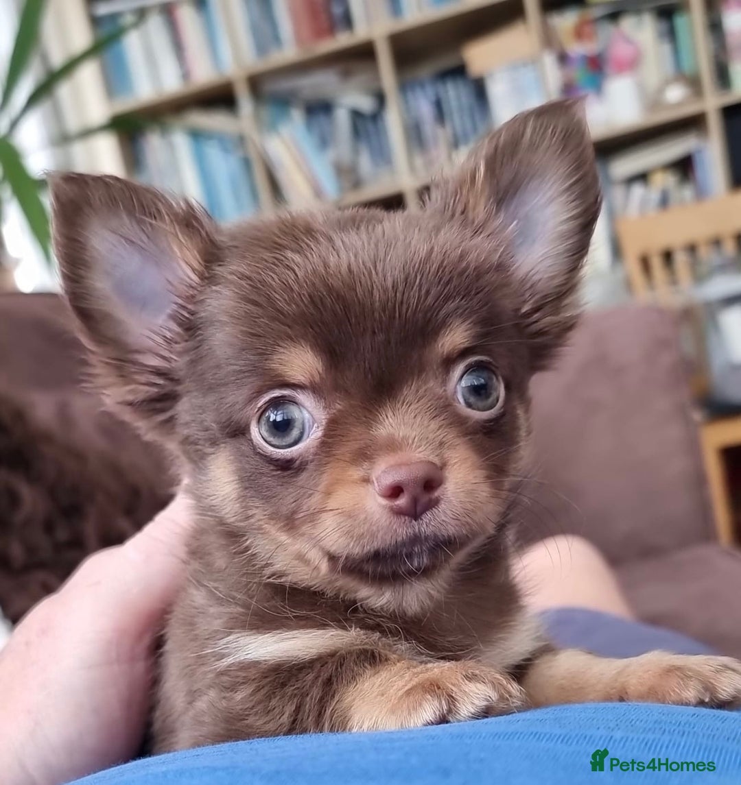 Chihuahua dogs for sale: *** Amazing quality very small Chihuahua’s *** - Image 4