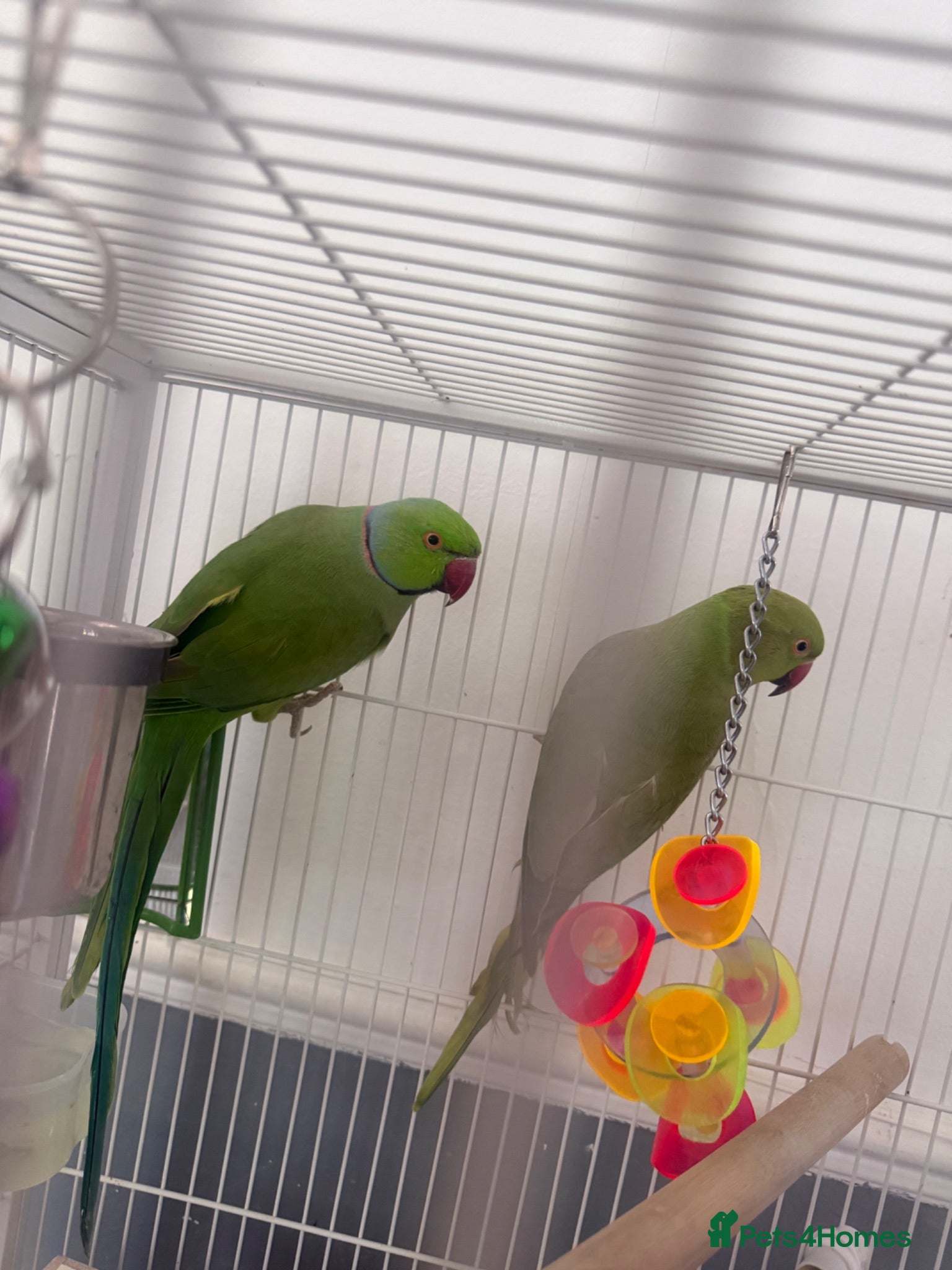 Ringnecks birds  Bonded pair Indian Ring neck parrots  - Advert 8