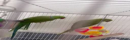 Ringnecks birds for sale:  Bonded pair Indian Ring neck parrots  - Advert 3
