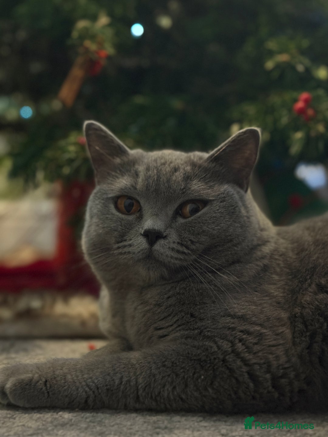 British Shorthair cats for sale: 💙 Beautiful British Shorthair Blue Kittens 💙 - Advert 3