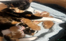 Mixed Breed cats for sale: Beautiful ginger and calico kittens - Image 8