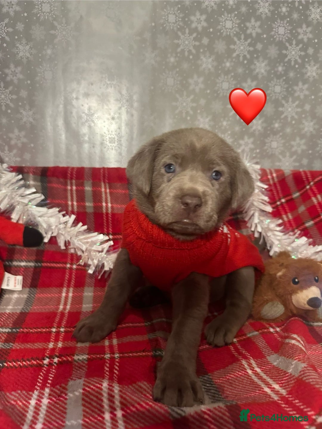 Labrador Retriever dogs for sale: !REDUCED! silver labrador's KC - Advert 14