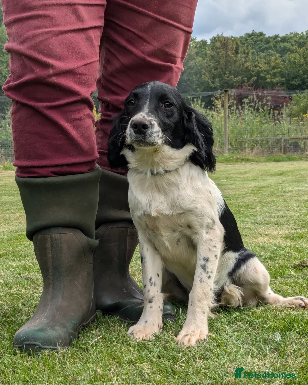 English Springer Spaniel dogs for stud: FIELD TRIAL WINNER, ENGLISH SPRINGER STUD DOG in Bristol - Advert 11