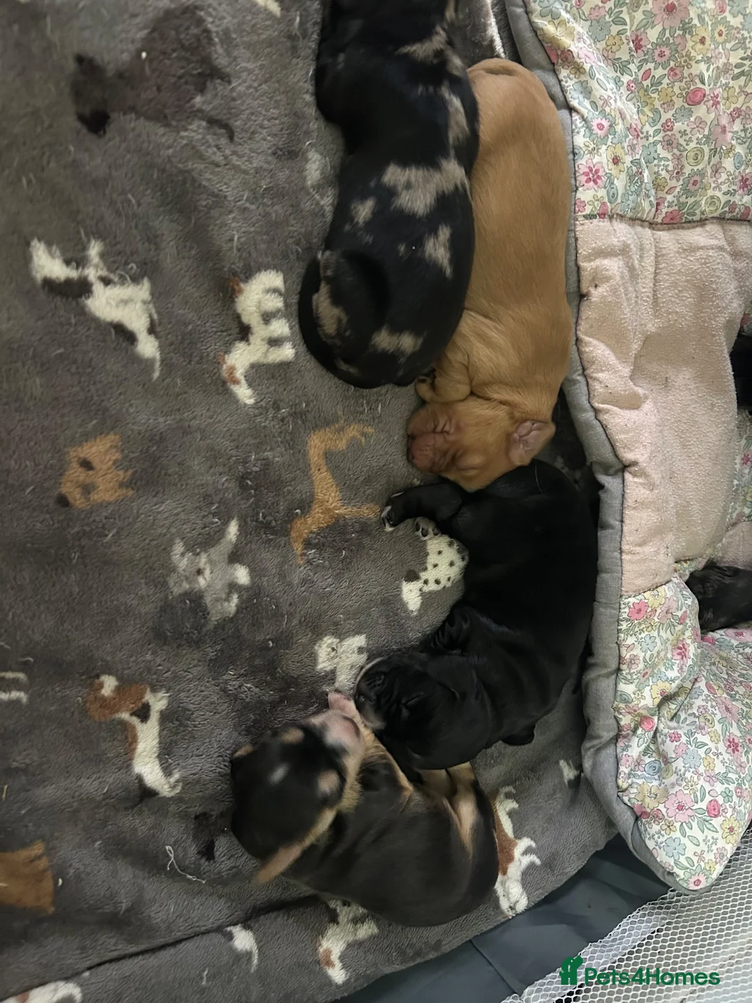Cocker Spaniel dogs for sale: Cockerspaniel puppies 🐶 Only 2 boys to left💙 - Advert 2