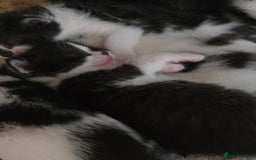 Mixed Breed cats for sale: Pretty black and white fluffy kittens - Image 16
