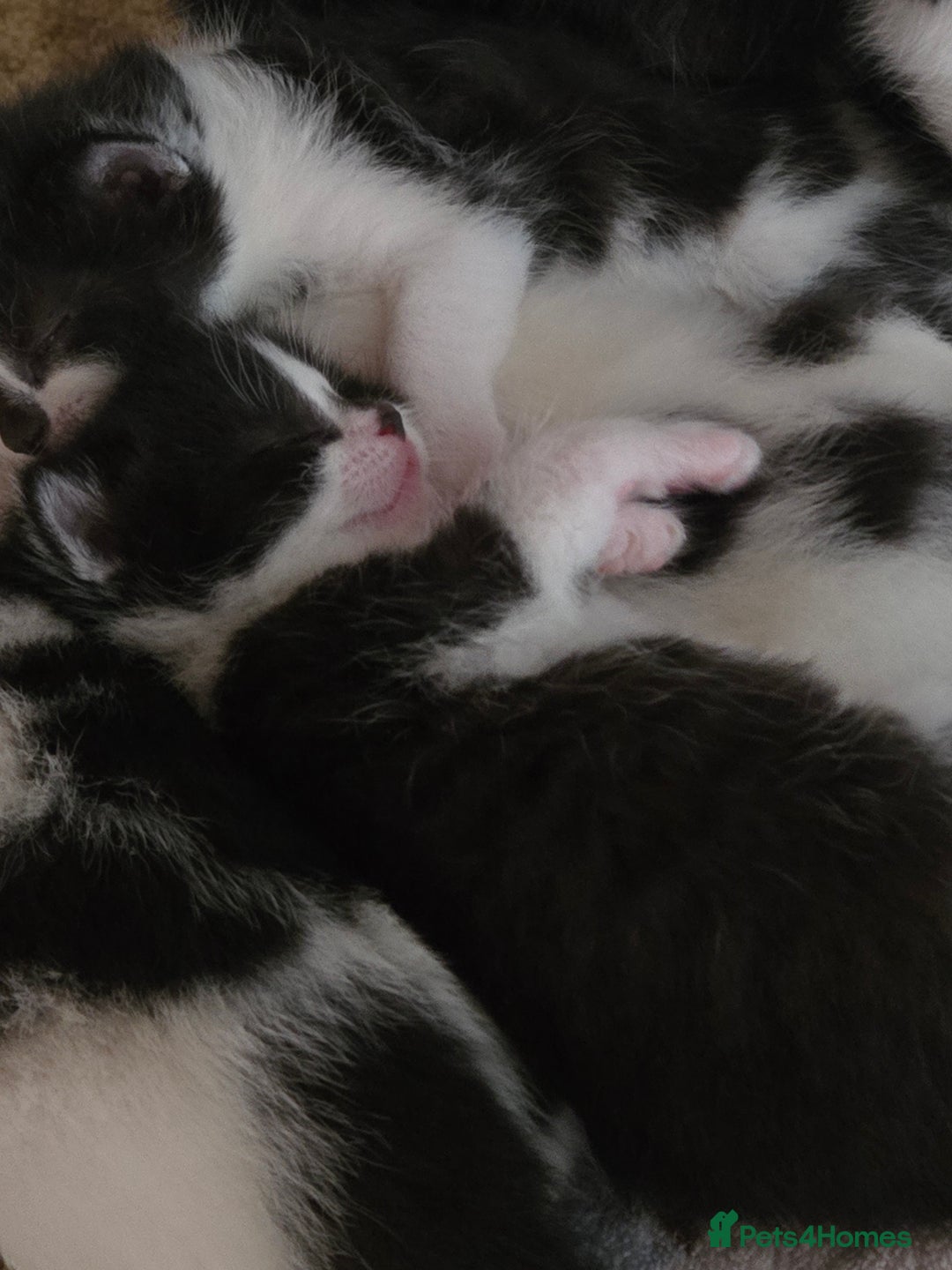 Mixed Breed cats for sale: Pretty black and white fluffy kittens - Image 16