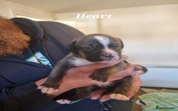 Mixed Breed dogs for sale: Stacksides litter - Image 15