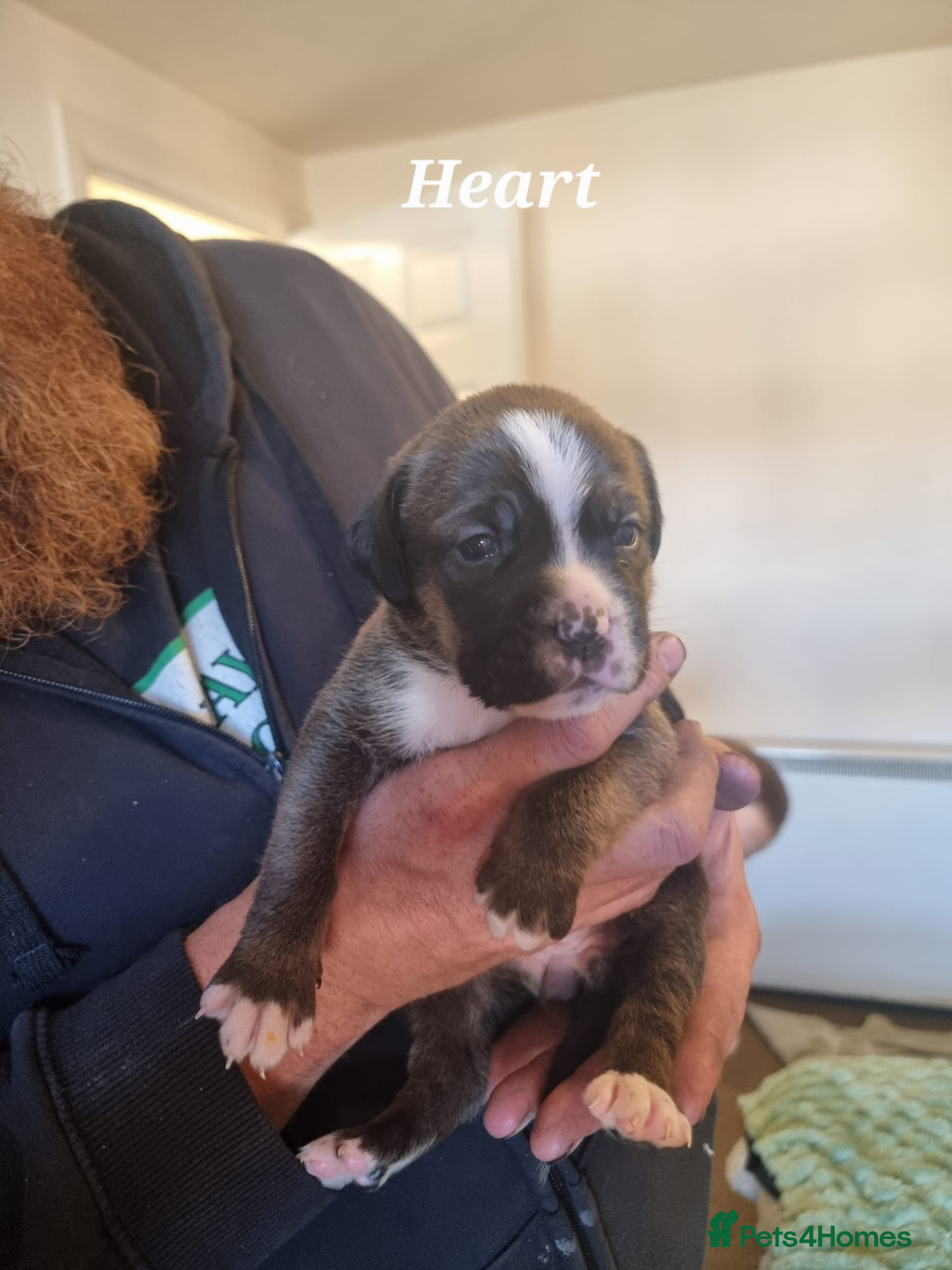 Mixed Breed dogs for sale: Stacksides litter - Image 15