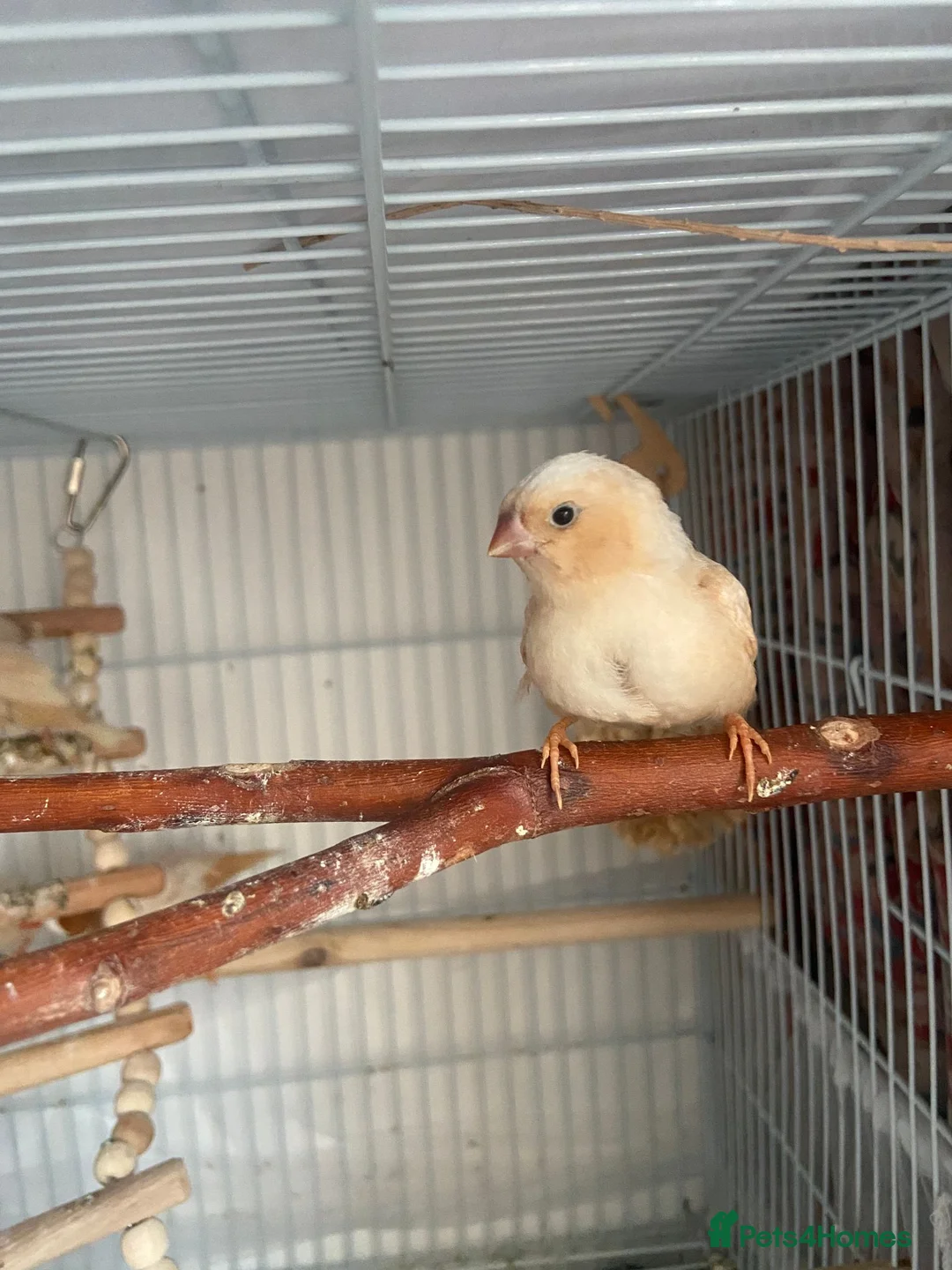 Finches birds for sale: Three fledgling Zebra Finches in London - Advert 1