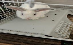 Rex rabbits for sale: Benji looking for his forever home  - Image 3