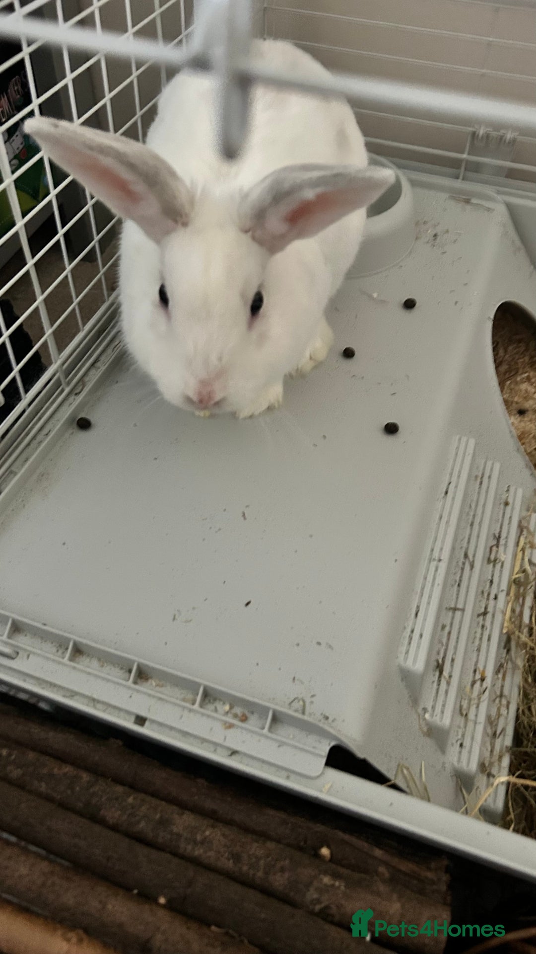 Rex rabbits for sale: Benji looking for his forever home  - Image 3