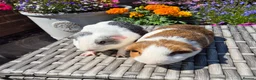 Guinea Pig rodents for sale: Young Adult Sows - Advert 1