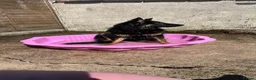 German Shepherd dogs for sale: Female german shepherd  - Advert 3