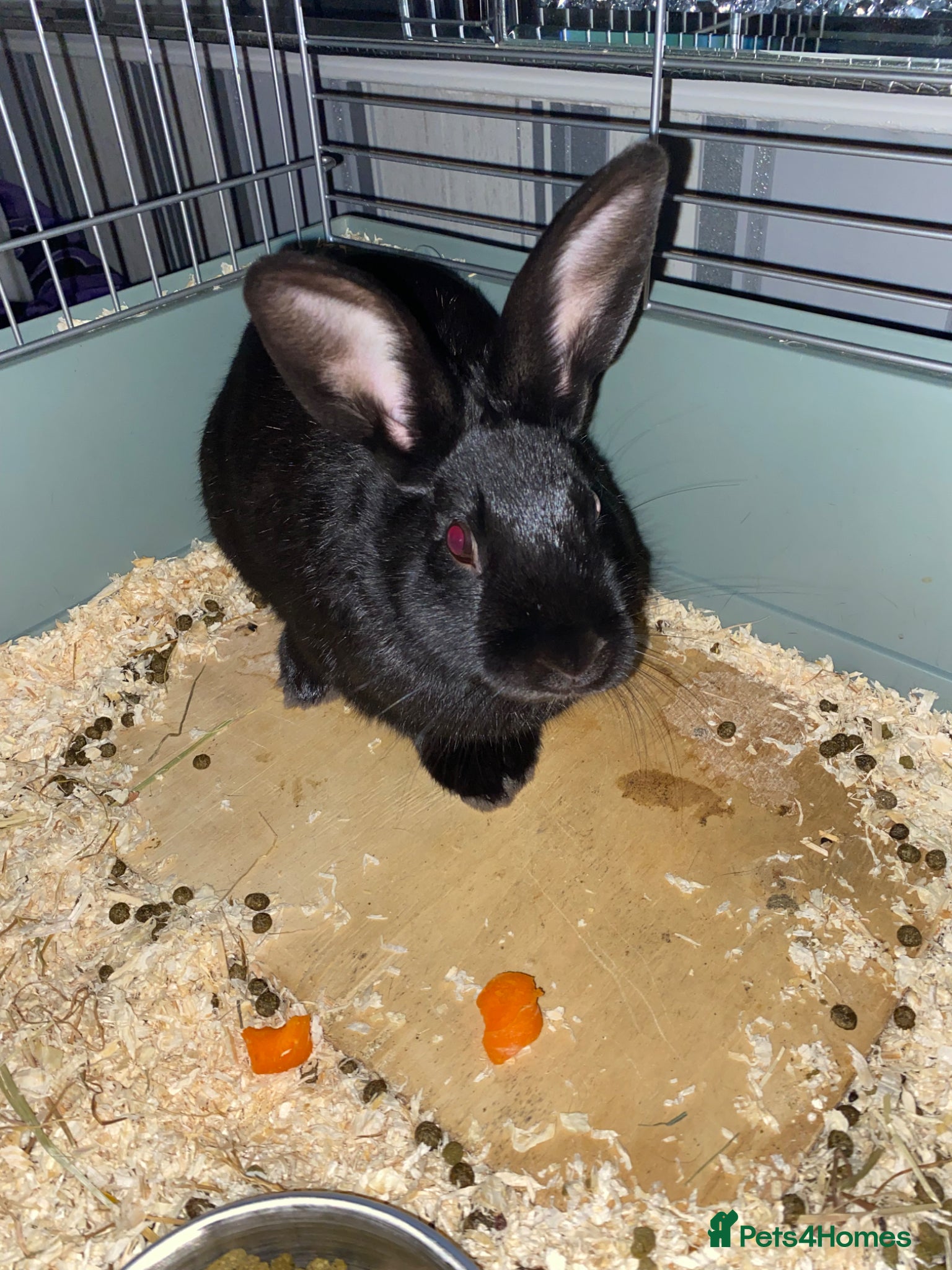 Mixed Breed rabbits Rabbits for sale  - Advert 12