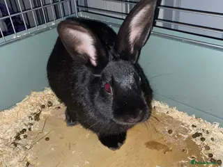 Mixed Breed rabbits Rabbits for sale - Advert 12