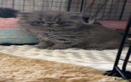 Persian cats for sale: Blue Persian  in Chesterfield - Image 11