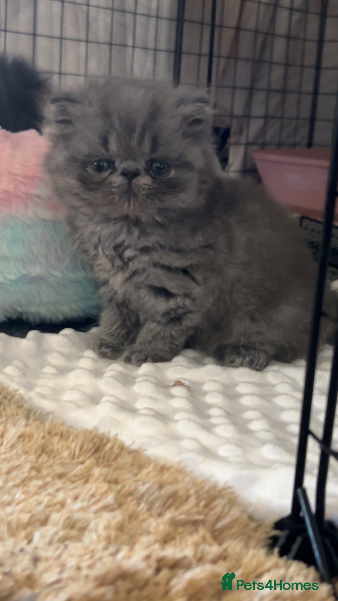 Persian cats for sale: Blue Persian  in Chesterfield - Image 11