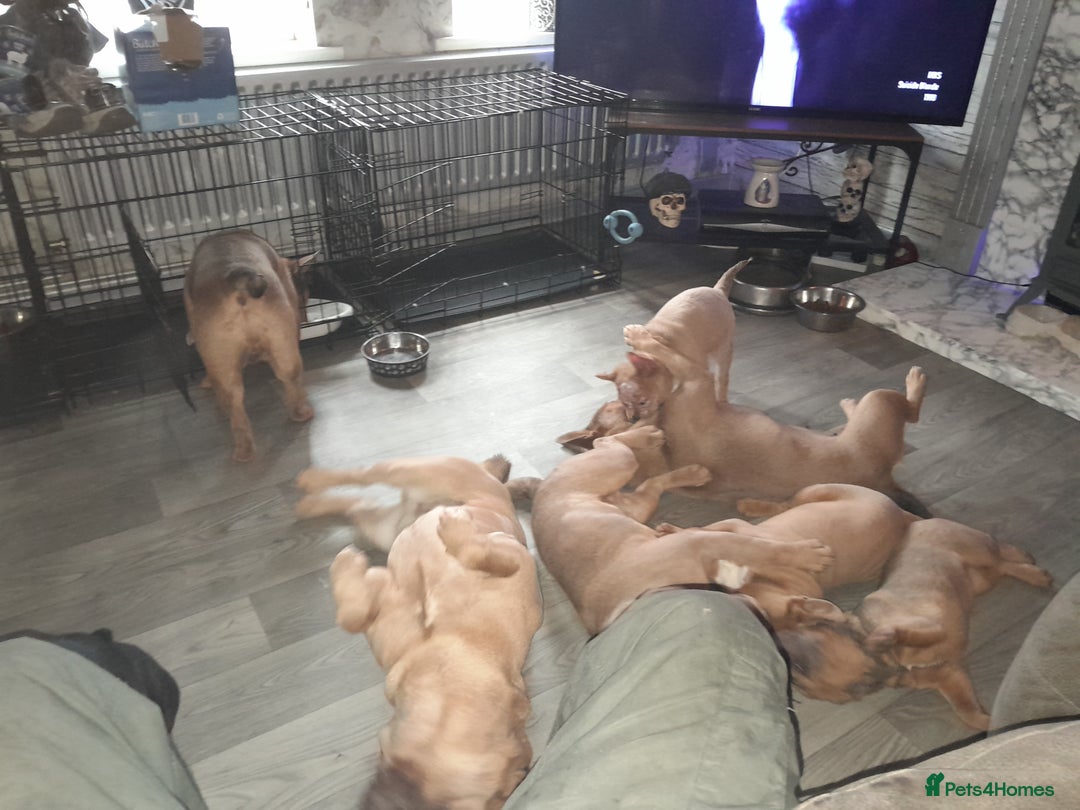 Mixed Breed dogs for sale: French bulldog X - Image 15