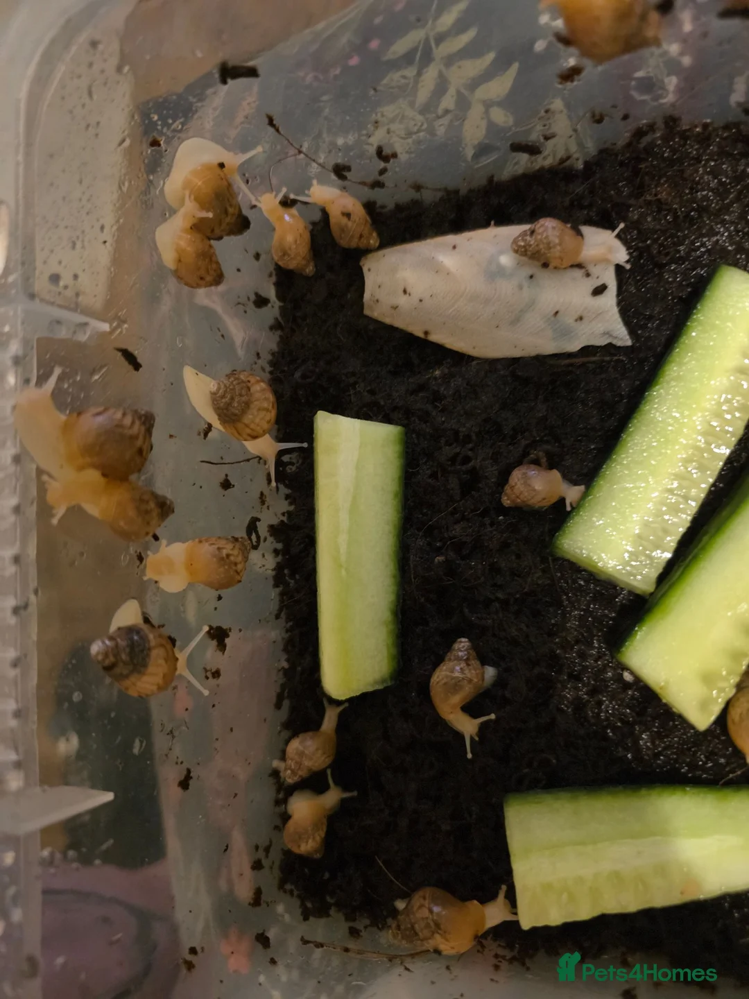 Mixed Breed livestock for sale: African land snails  in Bradford - Advert 2