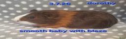 Guinea Pig rodents for sale: Guinea pigs looking for forever homes  - Advert 12