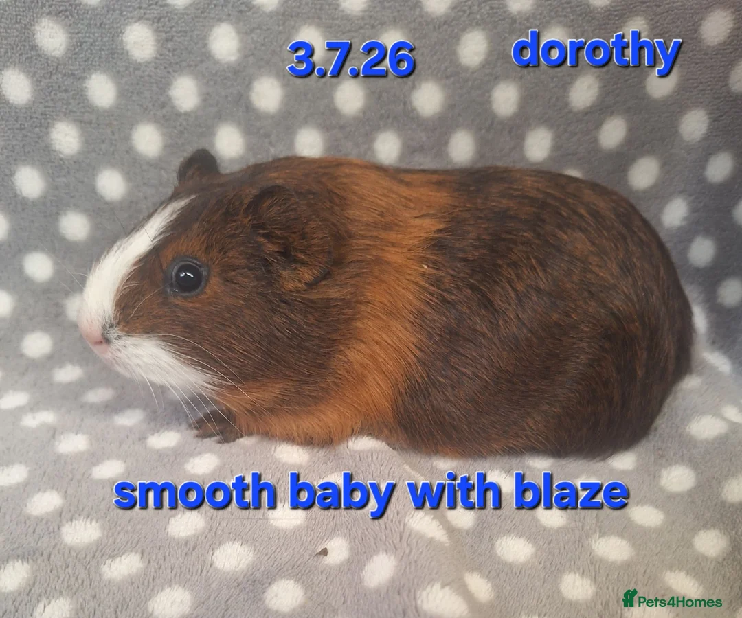 Guinea Pig rodents for sale: Guinea pigs looking for forever homes  - Advert 12