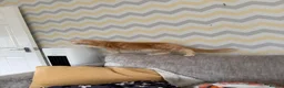 Maine Coon cats for sale: XL TICA Maine coon kittens - Advert 20
