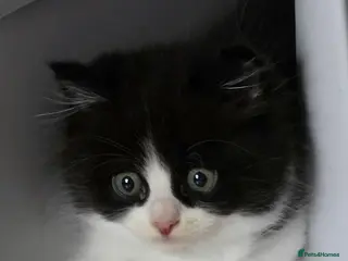Persian cats Beautiful Ragdoll/Persian Kittens. - Advert 11