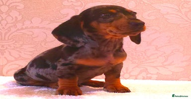 Dachshund dogs - Advert 13