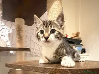 Mixed Breed cats Beautiful tabby kittens - Advert 2