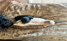 Cockapoo dogs for sale: Adorable F1B Cockapoo Puppies ready 6th November - Image 2
