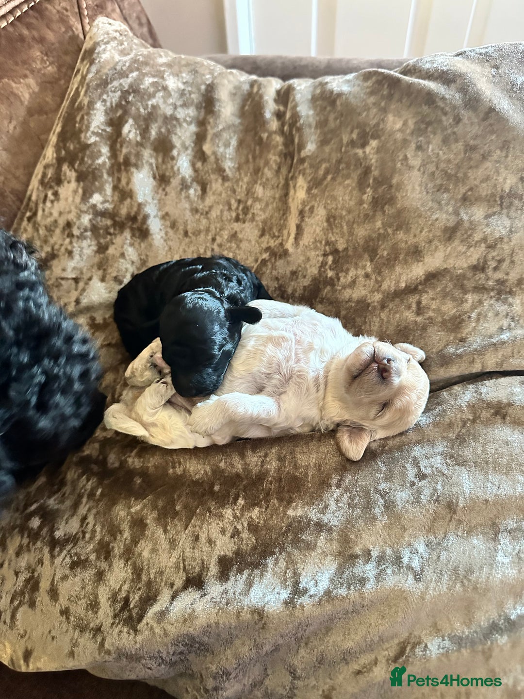 Cockapoo dogs for sale: Adorable F1B Cockapoo Puppies ready 6th November - Image 2