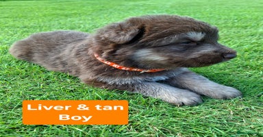 German Shepherd dogs - Advert 9