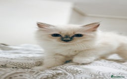 Ragdoll cats for sale: FEMALE BLUE POINT RAGOLL KITTEN - READY NOW - Image 2