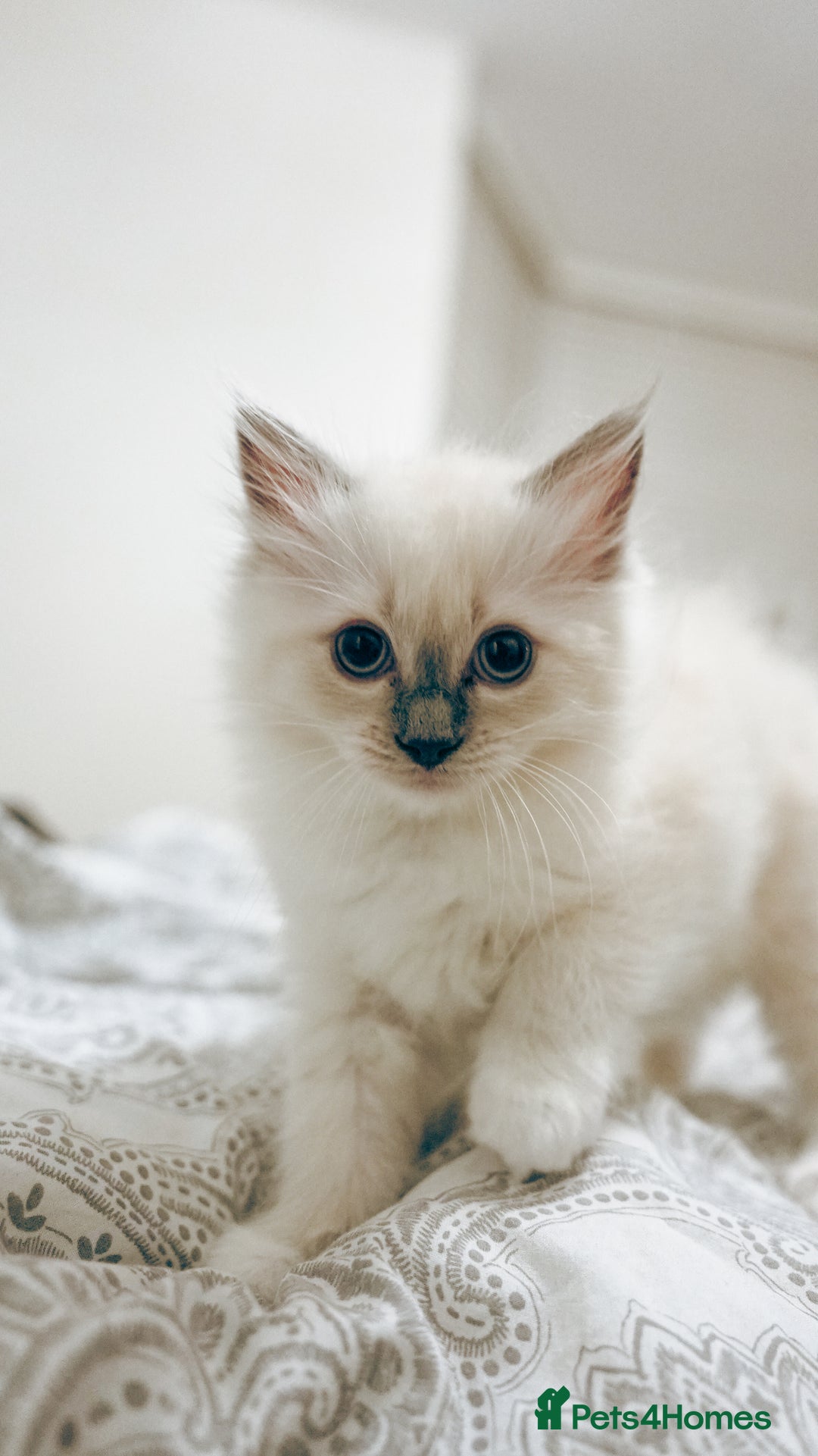 Ragdoll cats for sale: FEMALE BLUE POINT RAGOLL KITTEN - READY NOW - Image 2