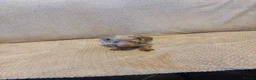Dachshund dogs for sale: Stunning miniature kc dachshund puppies  - Advert 4