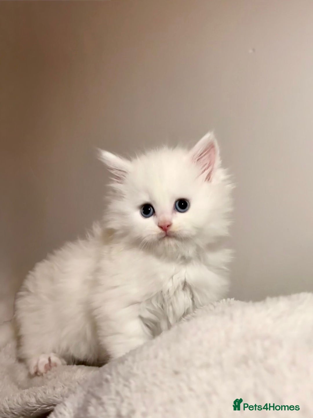 Maine Coon cats for sale: Stunning white and smoke Xl Maine coons (odd eyes) - Advert 29
