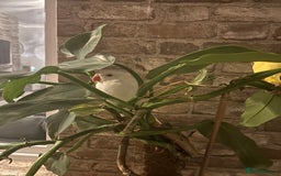 Budgerigars birds for sale: White female Indian Ringneck for sale!!  - Image 2