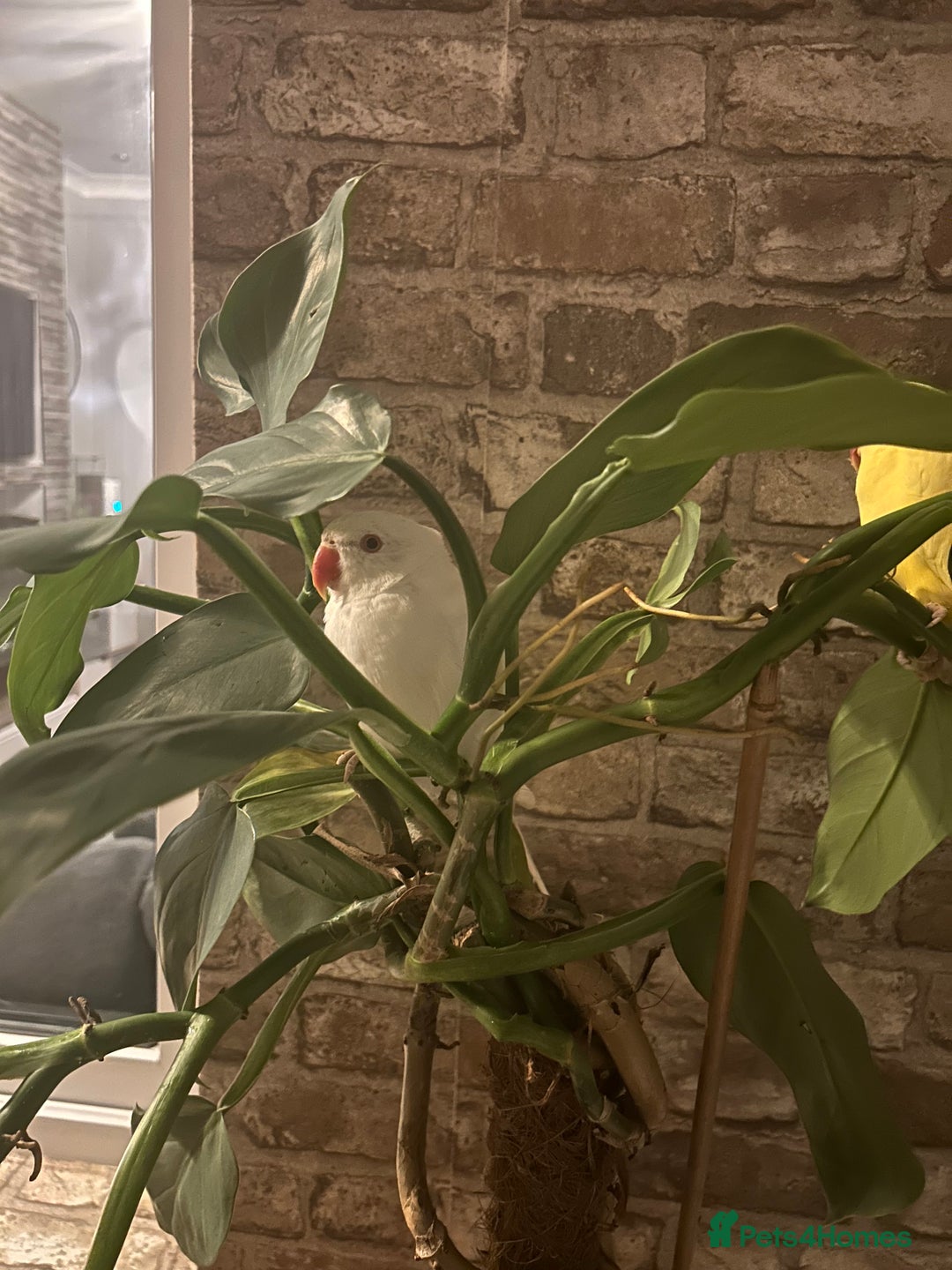 Budgerigars birds for sale: White female Indian Ringneck for sale!!  - Image 2