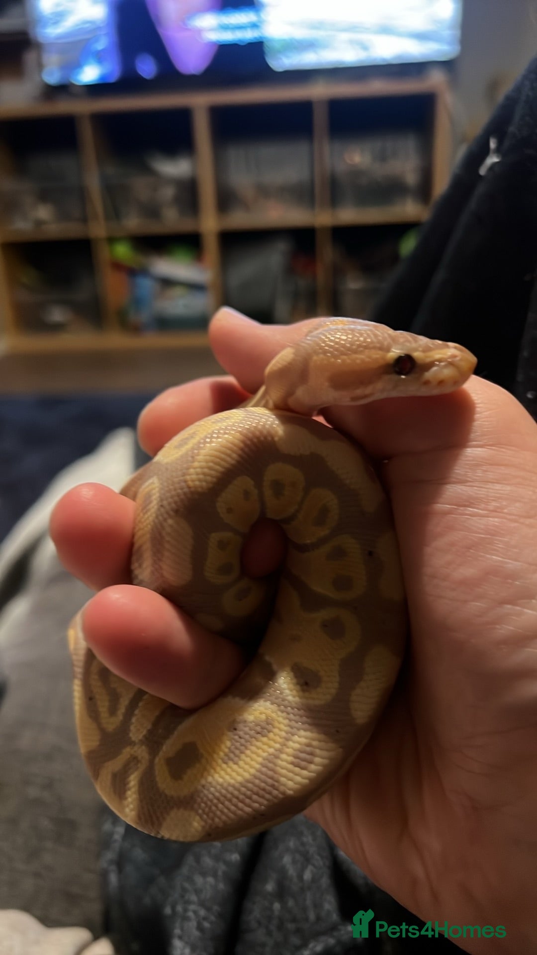 Python Snake reptiles Banana pastel royal python - Advert 1