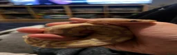 Python Snake reptiles for sale: Banana pastel royal python in Camberley - Advert 1