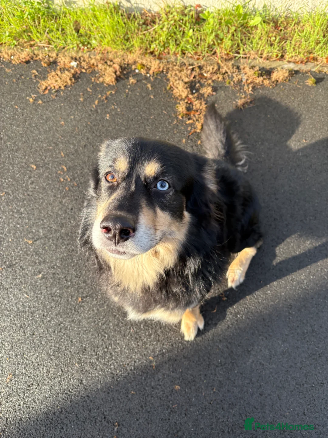 Mixed Breed dogs for sale: Beautiful, Loving Dog Looking for a New Home in Stevenage - Advert 2