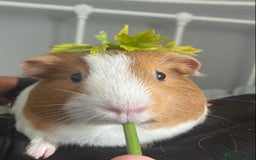 Guinea Pig rodents for sale: Two female guinea pigs - Image 7