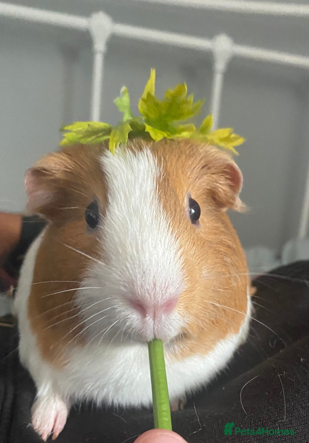 Guinea Pig rodents for sale: Two female guinea pigs - Image 7