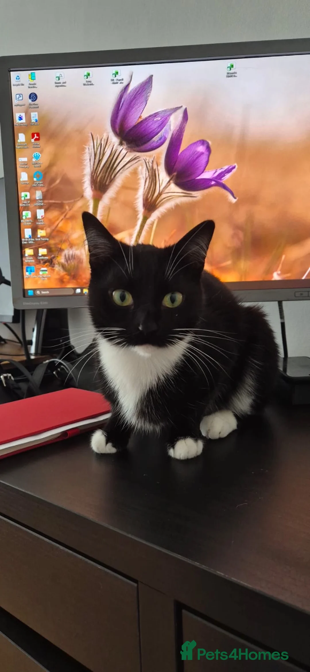 Bombay cats for sale: Beautiful female cat for rehoming  - Advert 1